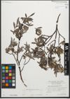 Foto von Salix glaucosericea Flod.